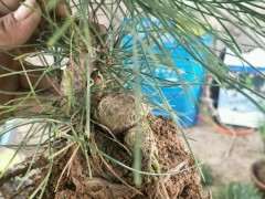 黑松下山桩修根后 用纯河沙种 透水 透气