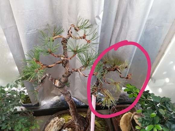 黑松盆景的针叶萎缩发黄还有救吗