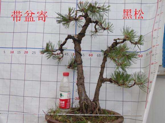 黑松盆景的针叶萎缩发黄还有救吗