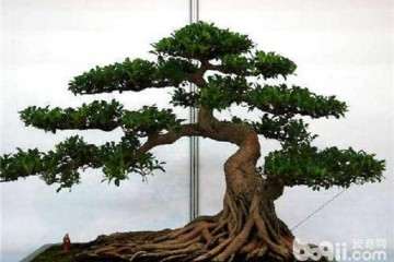 山东黑松盆景在冬季可以换盆吗