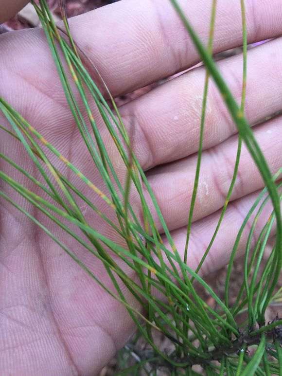 黑松下山桩的松针发黄跟生铁锈一样 后来枯死