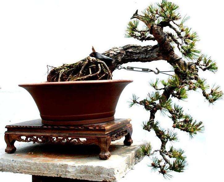 赤松盆景和黑松盆景哪个好