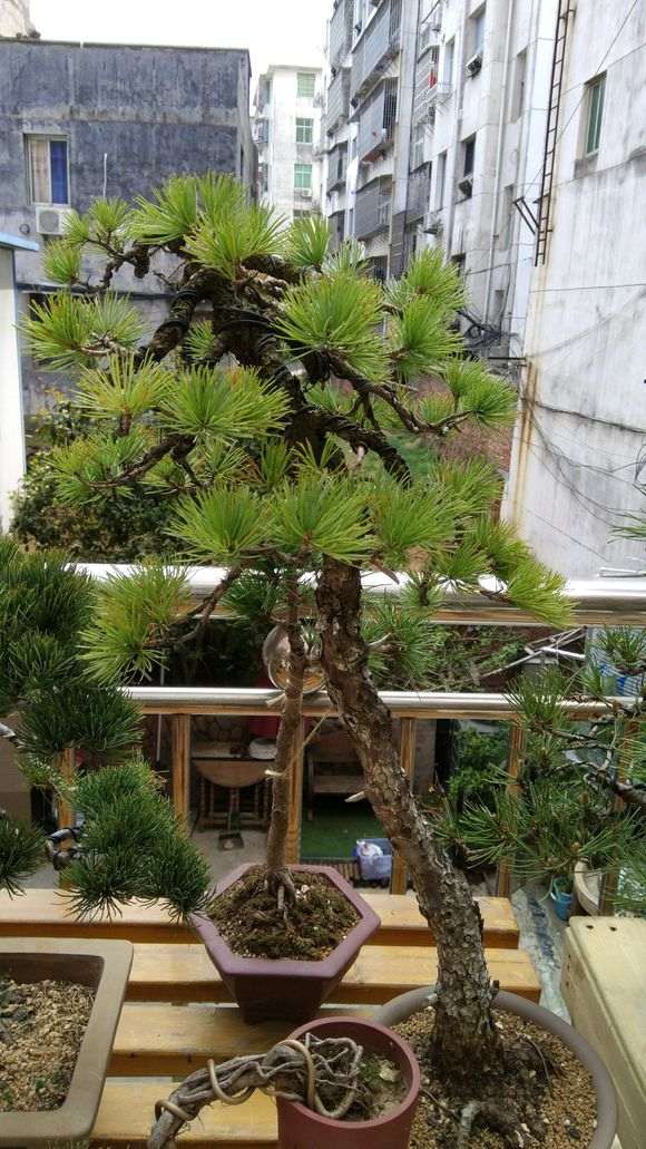 黑松盆景的那须干枯还是生病