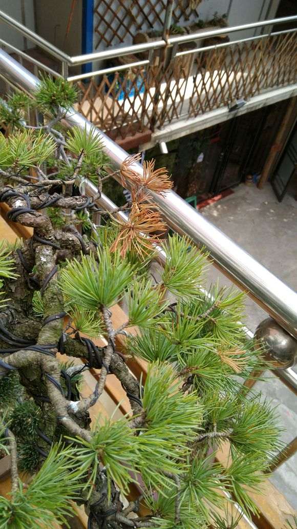 黑松盆景的那须干枯还是生病