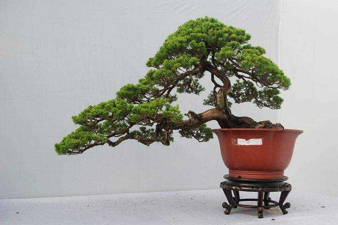 为什么不用油松制作