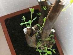 映山红下山桩熟桩怎么保鲜膜发芽的方法