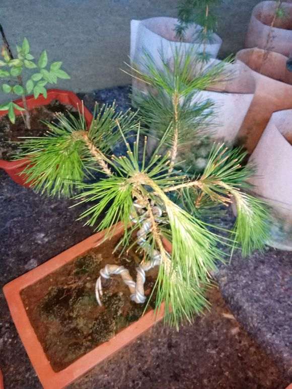 黑松盆景枝叶怎么会突然下垂慢慢走向死亡