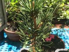 黑松下山桩苗怎么地栽的方法