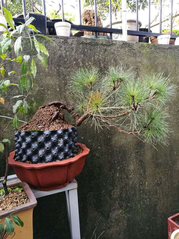 黑松盆景缩枝怎么做