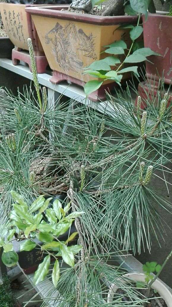 黑松盆景缩枝怎么做