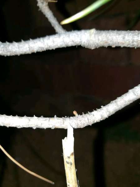 黑松盆景如何蓄枝 枝上有叶没有芽