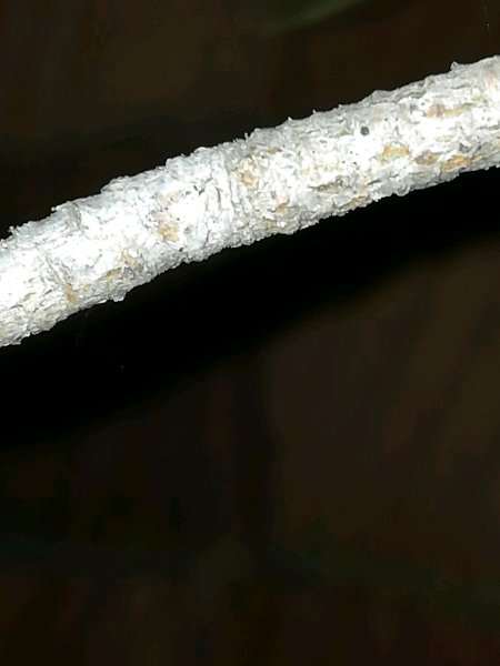 黑松盆景如何蓄枝 枝上有叶没有芽