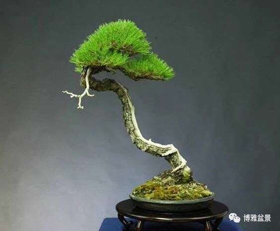 为什么室内环境不适合黑松盆景生长