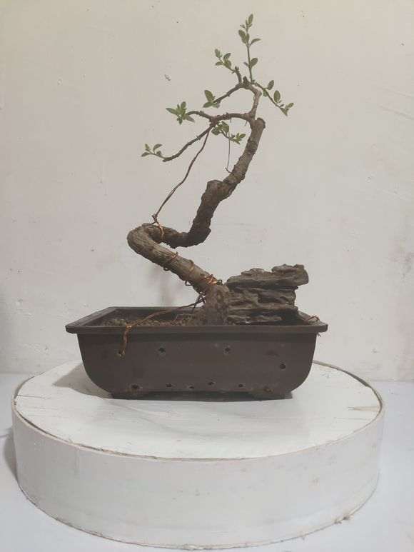 为什么室内环境不适合黑松盆景生长