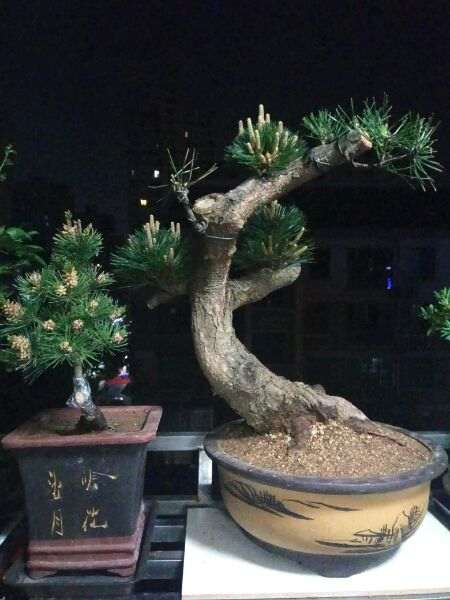 800元价格买的黑松嫁接盆景 贵吗