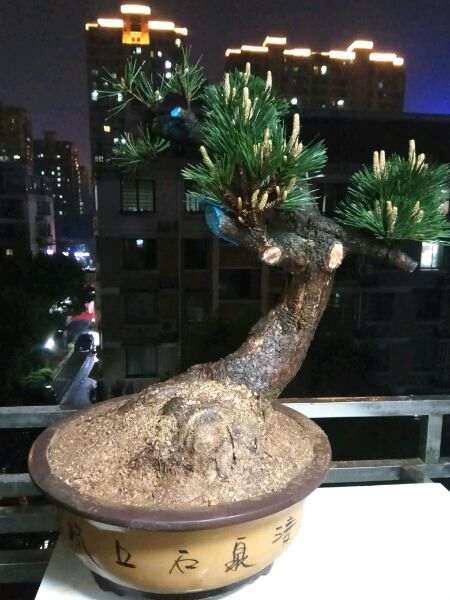 800元价格买的黑松嫁接盆景 贵吗