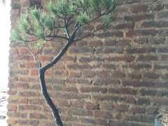 黑松下山桩有20天了 现在能晒太阳吗