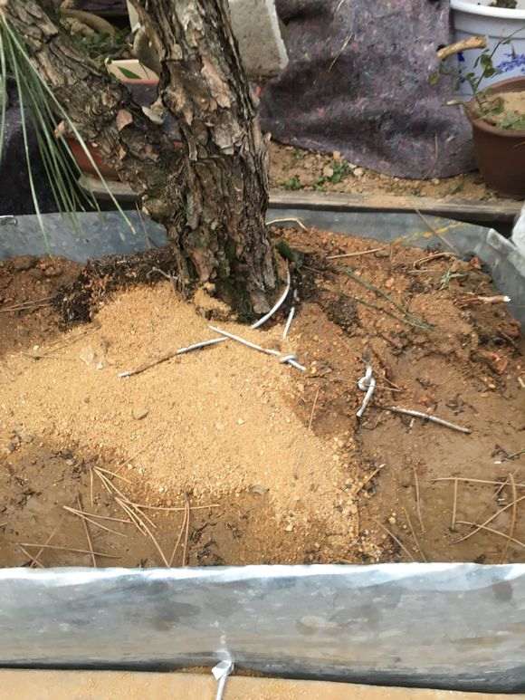 黑松下山桩用什么生根粉好?