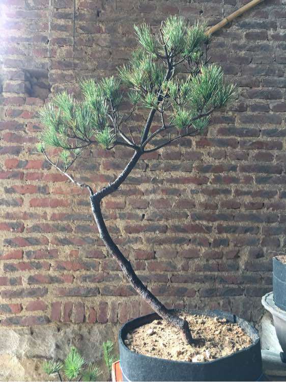 黑松下山桩用什么生根粉好?