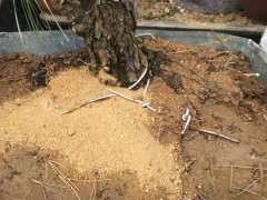 黑松下山桩用什么生根粉好？