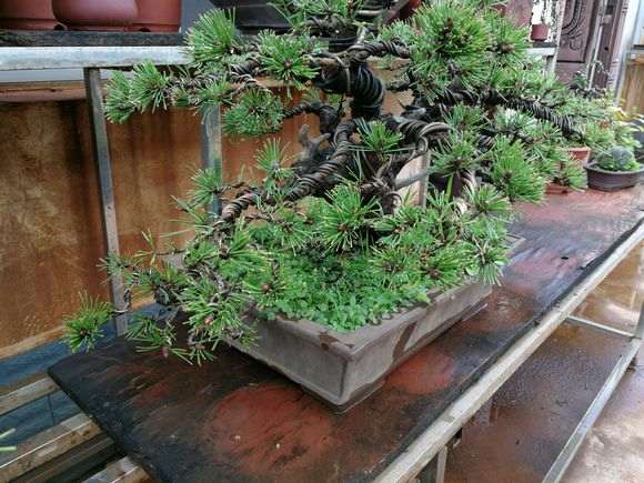 矮桩黑松盆景的基本造型