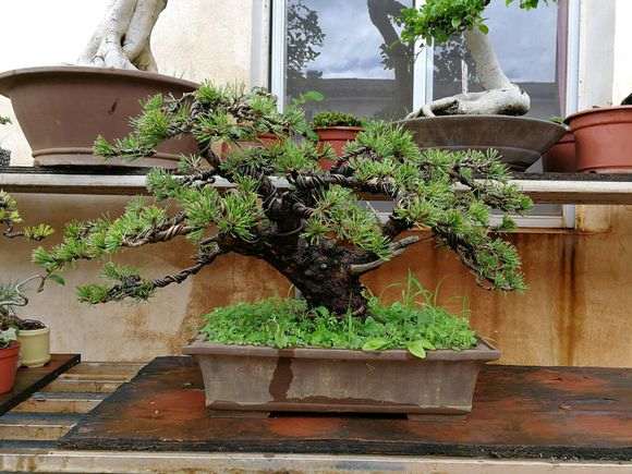 矮桩黑松盆景的基本造型