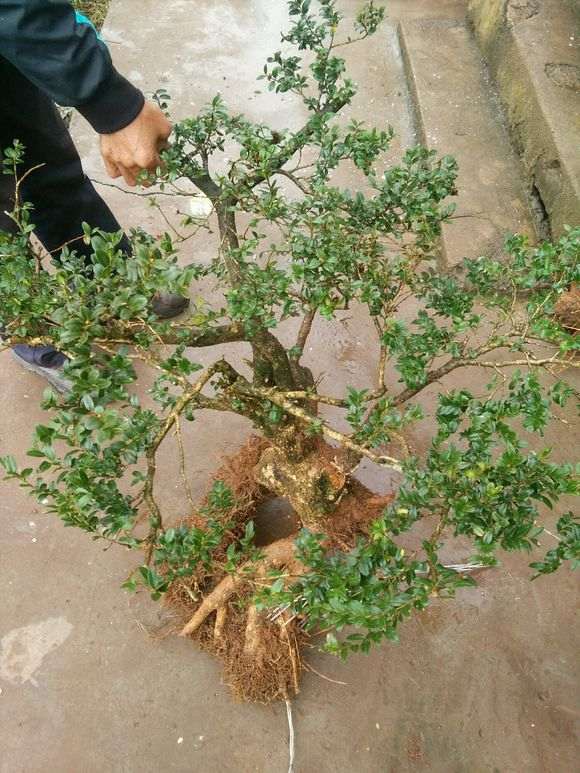 矮桩黑松盆景的基本造型