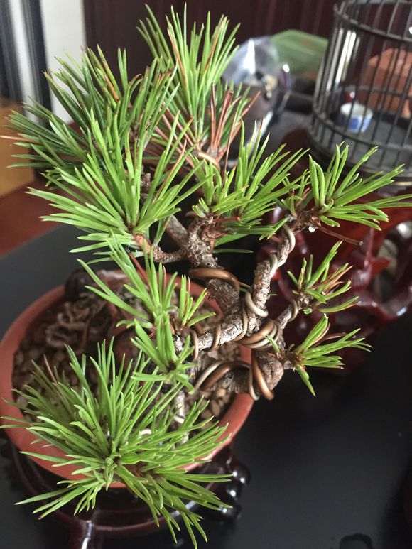 黑松盆景缺水了 该怎么救 爆皮没弄好