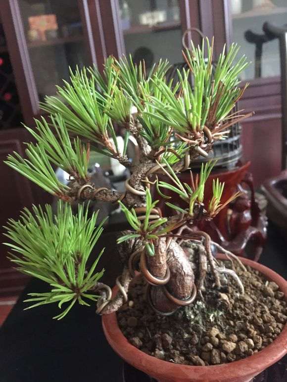 石板松下山桩成活小意思 这根系堪比熟桩