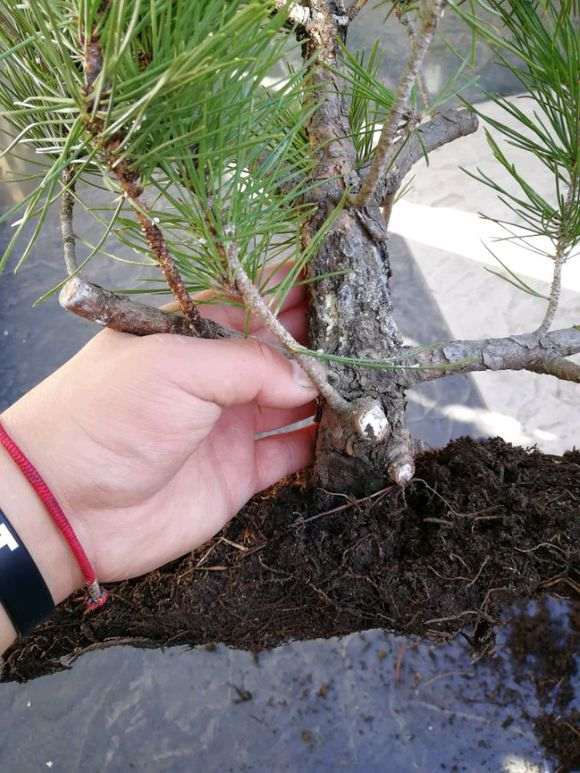 石板松下山桩成活小意思 这根系堪比熟桩