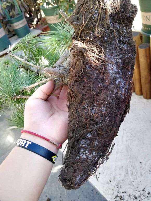 石板松下山桩成活小意思 这根系堪比熟桩