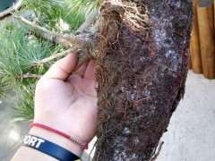 石板松下山桩成活小意思 这根系堪比熟桩