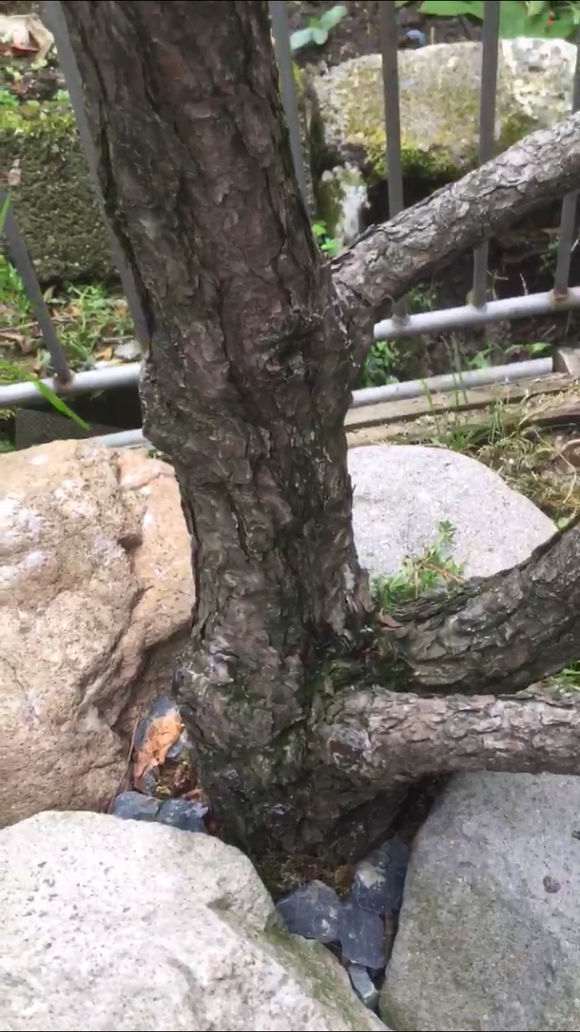 松树下山桩怎么用502封口的方法