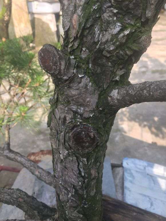 松树下山桩怎么用502封口的方法