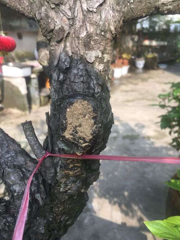 松树下山桩怎么用502封口的方法