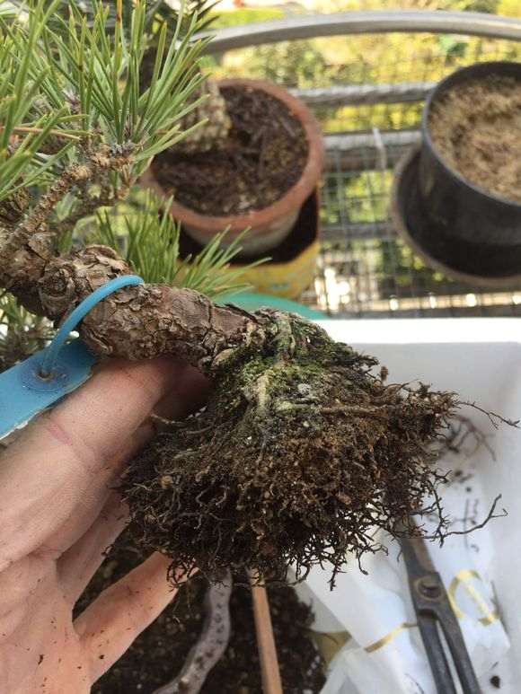 松树下山桩怎么用502封口的方法