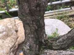 松树下山桩怎么用502封口的方法