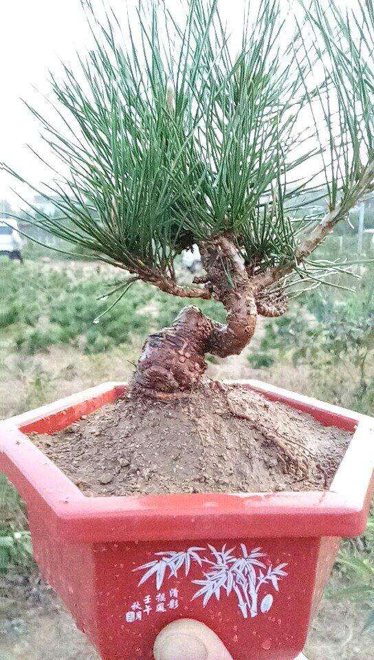 黑松盆景什么时候能移栽 成活率高