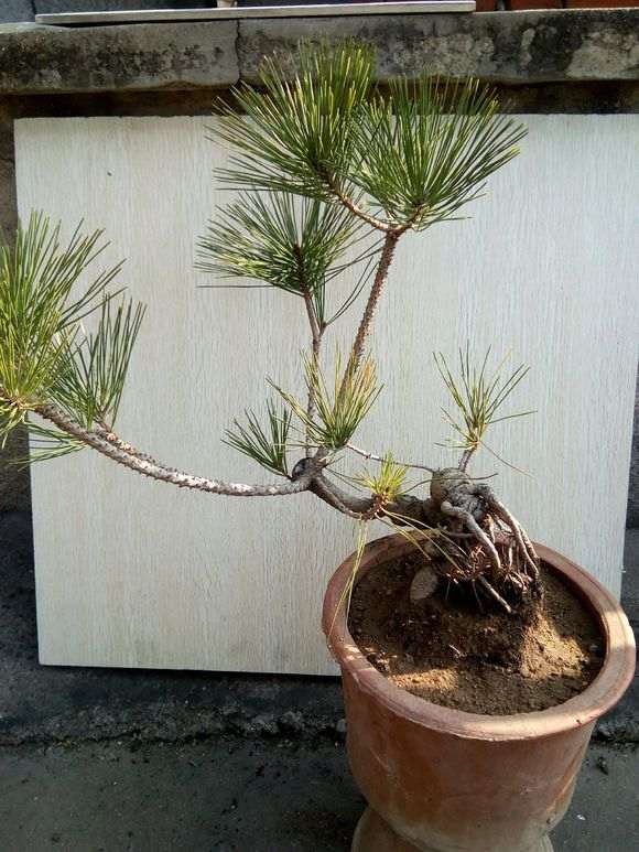 黑松盆景什么时候能移栽 成活率高