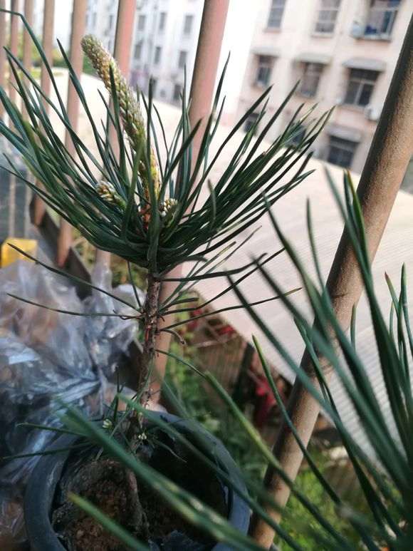 三河黑松下山桩中间长的蜡烛芯 怎么办