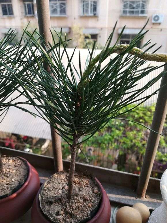 三河黑松下山桩中间长的蜡烛芯 怎么办
