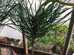 三河黑松下山桩中间长的蜡烛芯 怎么办