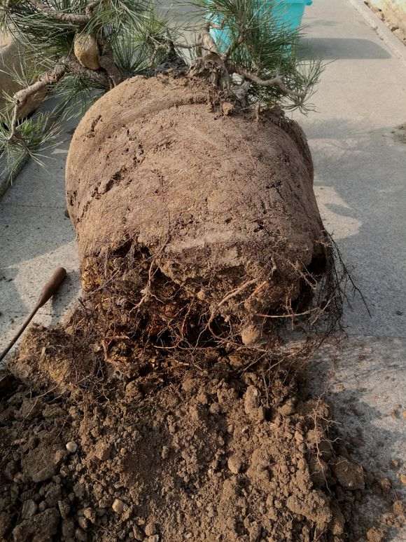 黑松盆景可以高压吗