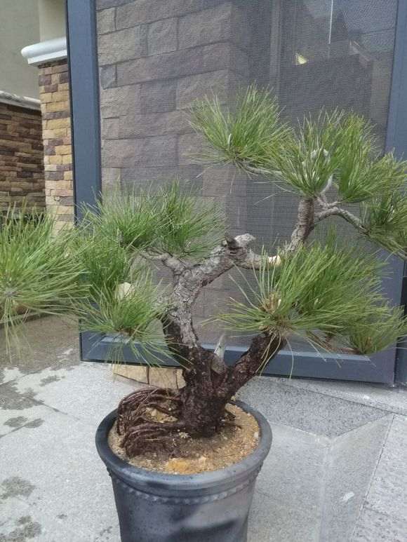 黑松盆景可以高压吗