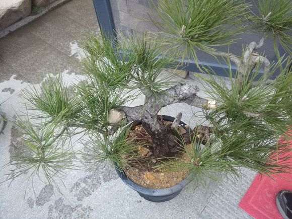 黑松盆景可以高压吗