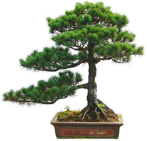 夏季黑松盆景可以整形吗