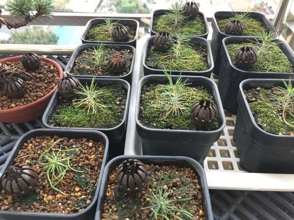 5月轴切三河黑松盆景小苗的方法