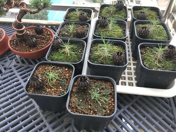 5月轴切三河黑松盆景小苗的方法