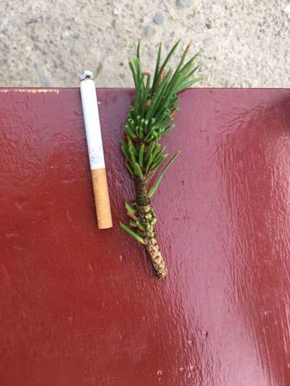 图解 嫁接寸稍黑松盆景的流程