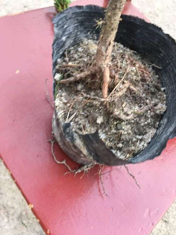 图解 嫁接寸稍黑松盆景的流程